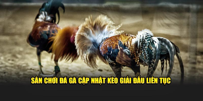 Sân chơi đá gà cập nhật kèo giải đấu liên tục 